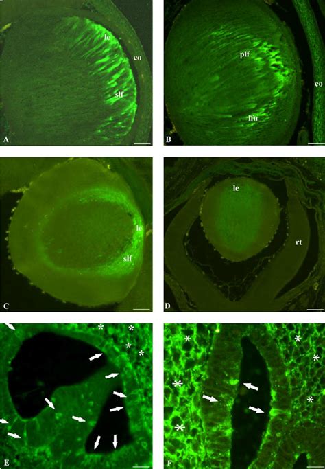 Immunofluorescence Photomicrographs Illustrating The Distribution Of