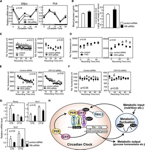 Rfk Knockdown Results In Altered Expression Of Genes In Metabolic