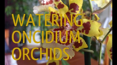 Orchid Care How To WATER ORCHIDS Tips And Tricks To AVOID Oncidium