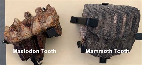 Mammoth vs Mastodon: What is the Difference? — Earth@Home