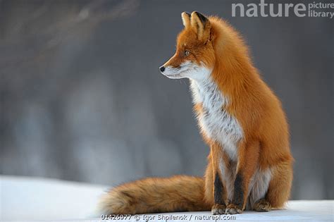 Stock Photo Of Red Fox Vulpes Vulpes Sitting On Snow Kronotsky