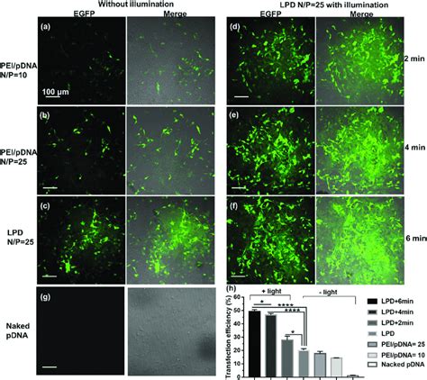 Clsm Images A H Of Egfp Expression In Hct116 Cells After 48 H