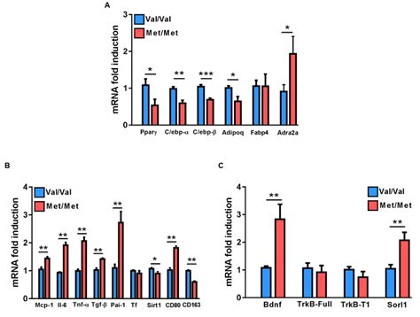 Gene Expression Profile Of Epidydimal White Adipose Tissue Epiwat In