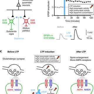 Dopamine modulates synaptic plasticity in the striatum. (A) The ...