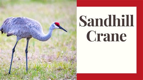 All About Sandhill Cranes Youtube