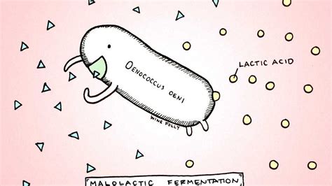 Malolactic fermentation