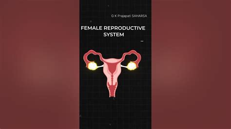 Female Reproductive System Reproductive System Shorts Youtube