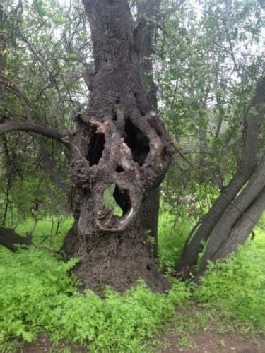 Creepy Trees | Scary Pictures | Scary For Kids