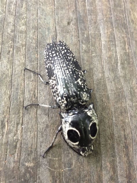 I Came Across This Eastern Eyed Click Beetle Sometime In June 2013