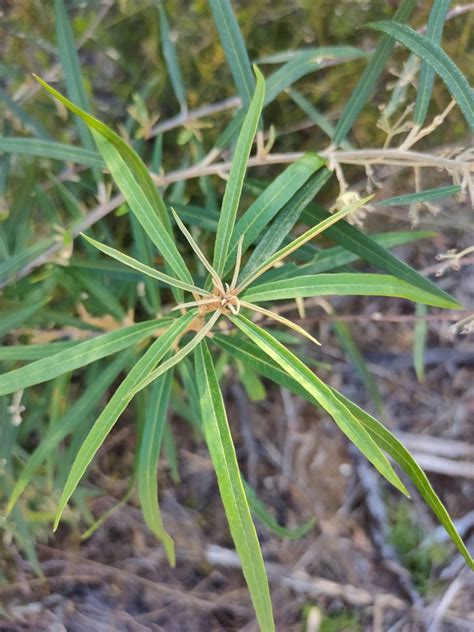 Long Leaf Star Hair From Beelbi Creek QLD 4659 Australia On November