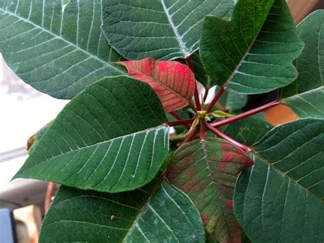 How To Get Poinsettias Red Again — Gardening Charlotte