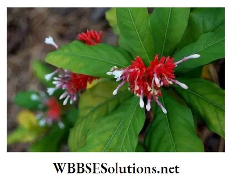 Wbbse Solutions For Class Life Science And Environment Chapter