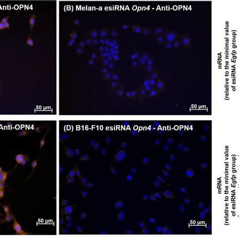 Representative Fields Of Melanopsin Opn4 Immunostaining In Melan A