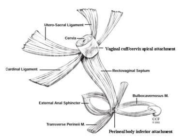 Vaginal Vault Suspension Overview Relevant Anatomy Contraindications