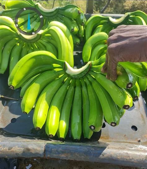 A Grade Export Quality G9 Cavendish Banana Packaging Type Carton At