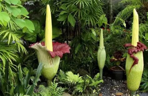 Growing Amorphophallus Titanum Tips And Care Guide Corpse Flower