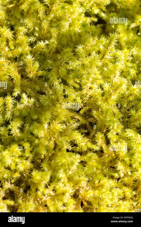 Sphagnum Moss Or Peat Moss Stock Photo Alamy