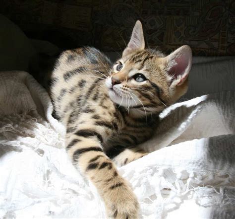 7 Cats That Look Like Leopards With Pictures