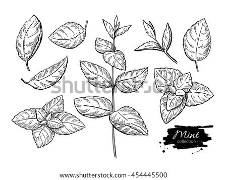 Mint Vector Drawing Set Isolated Mint Stock Vector 454445500 - Shutterstock