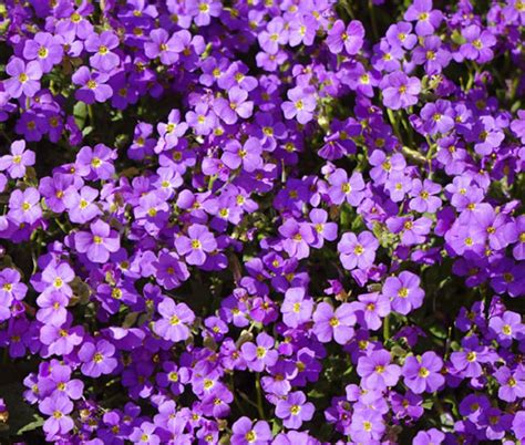 Rock Cress Purple Aubrieta Deltoidea Seeds