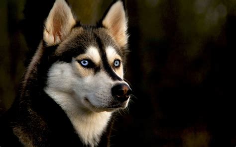 Siberian Husky Hd Wallpaper