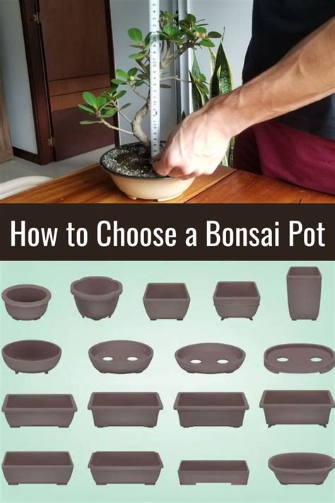 The Bonsai Pot Guide Bonsai Plants Bonsai Pots Bonsai Diy