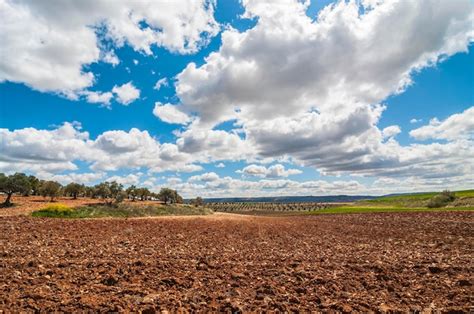 Campo De Olivos Paisaje Verde Contra El Cielo Azul Y El Sol Aceite