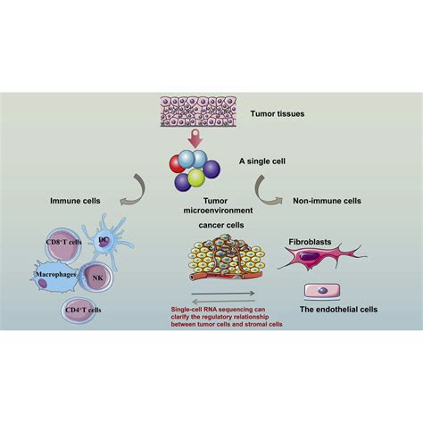 Single Cell Rna Sequencing In Cancer Applications Advances And