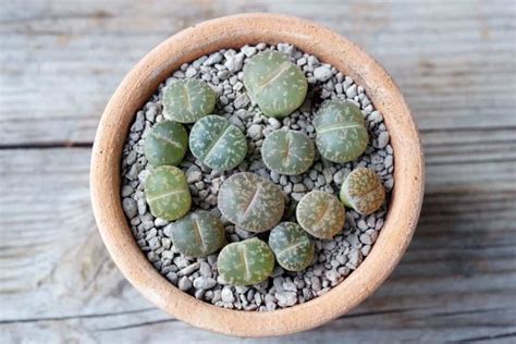 How To Grow Care For Lithops Living Stone Plants