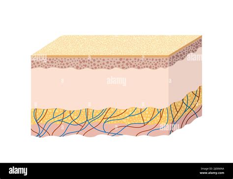 Skin Anatomy Fotos Und Bildmaterial In Hoher Aufl Sung Alamy