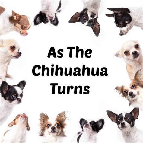 20 Chihuahua Memes That will Make You Laugh - I Love My Chi