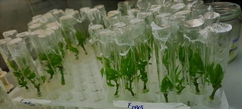 Cultivo In Vitro