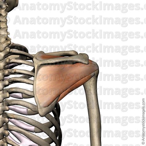 Anatomy Stock Images Shoulder Rotator Cuff Musculus Supraspinatus Infraspinatus Teres Minor