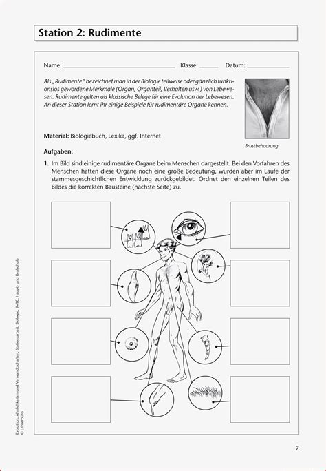 Evolution Arbeitsbl Tter Biologie Kostenlos Kreationen Kostenlos F R