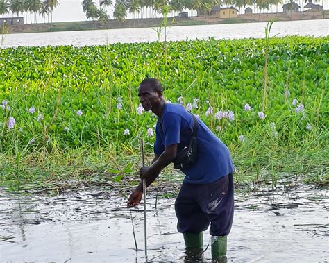 Ivory Coast Waca Commits To Restore The Ecosystem In Grand Lahou