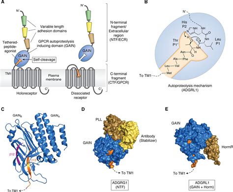 Mechanisms Of Adhesion G Proteincoupled Receptor Activation Journal