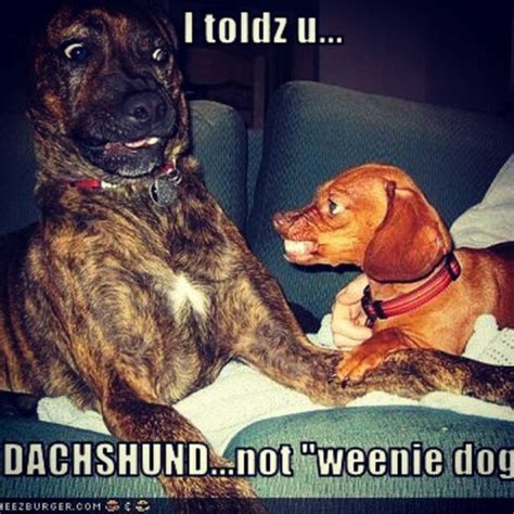 Wiener dog Memes