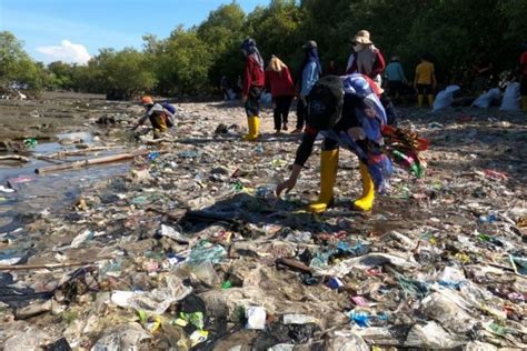 Duh Mangrove Surabaya Dipenuhi Sampah Plastik