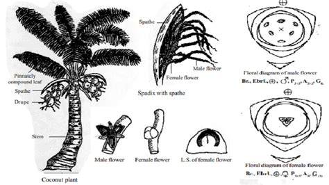 Botanical Description And Economic Importance Of Cocos Nucifera