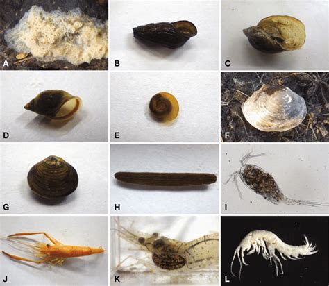 Examples of freshwater invertebrates from Jindo Island. A, Spongillidae ...