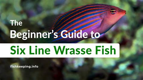 Six Line Wrasse: Everything you need to know - Fishkeeping.info