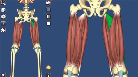 Musculos De La Articulacion De La Rodilla Actualizado Junio 2023