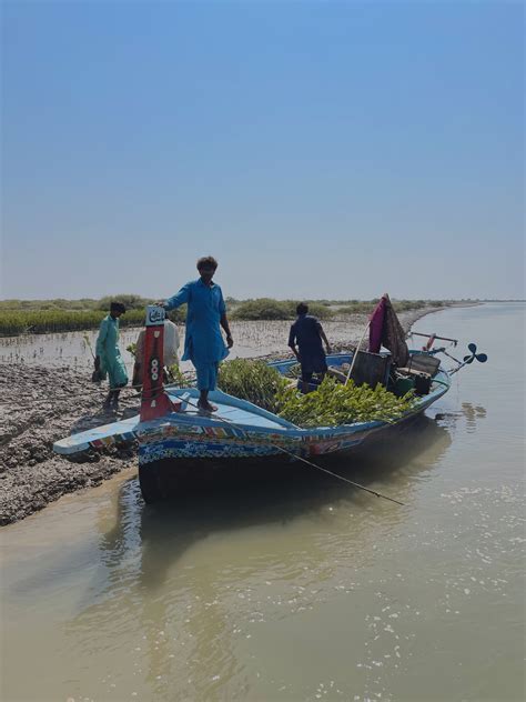 The Largest Mangrove Restoration Project In The World Enters Phase Two