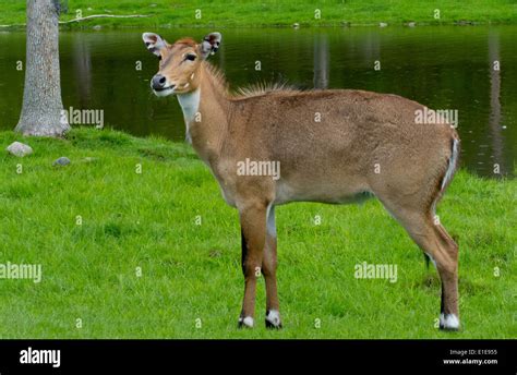 A Nilgai Antelope Stock Photo - Alamy