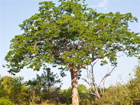 National Tree Of Dominican Republic Symbol Hunt