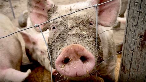 How Pigs Became The Beacon Of Hope To Solve Human Organ Donation