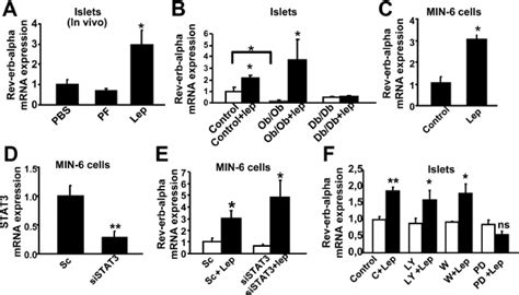 Leptin Up Regulates Rev Erb Expression Through The Mapk Pathway