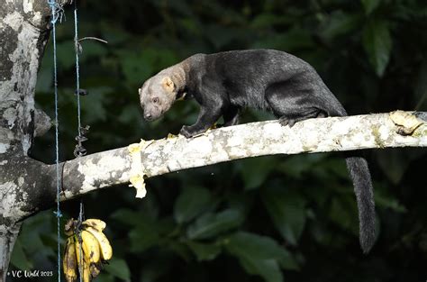 Tayra This Tayra Was Photographed At Wildsumaco Lodge Gua Flickr