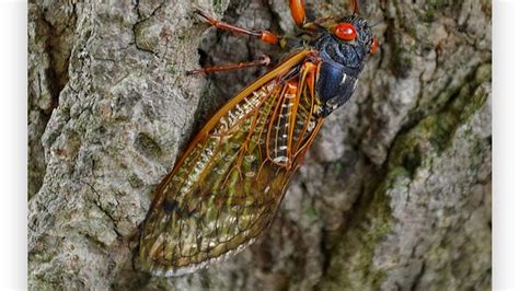 Cicada Apocalypse Is Coming This Summer Will Pa Be Spared