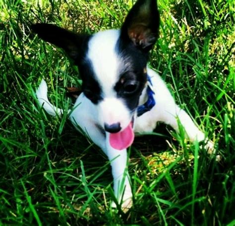 Jack russell/rat terrier mix Rat Terrier Mix, Rat Terriers, Boston ...